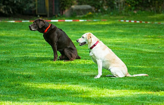 Hundesport - Impulskontrolle
